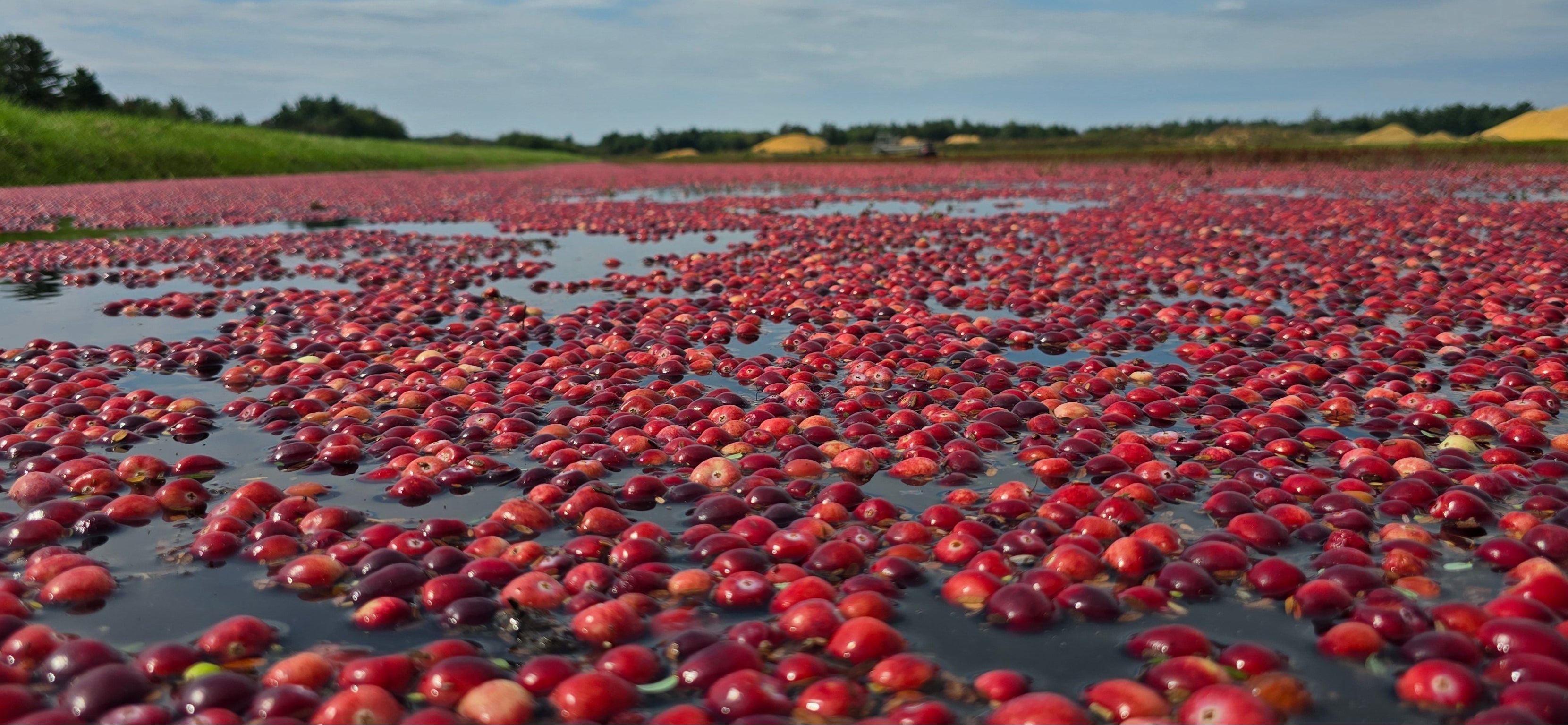 Cranberry harvest